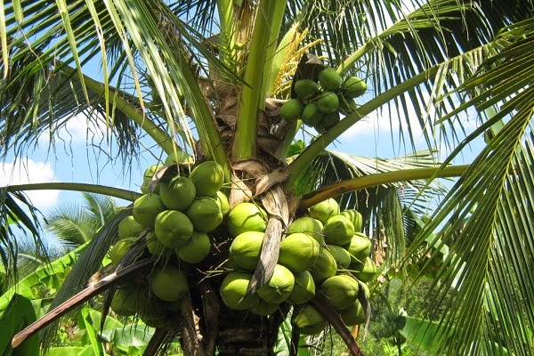 ต้นมะพร้าว