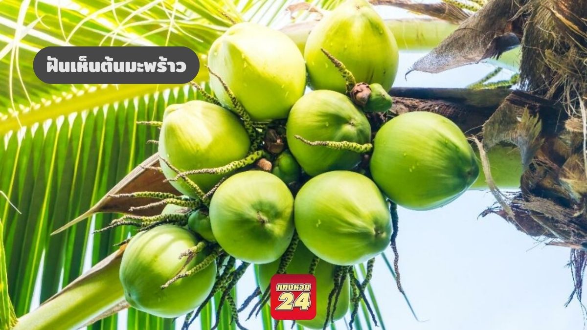 ฝันเห็นต้นมะพร้าว