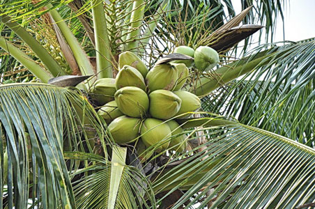 มะพร้าว